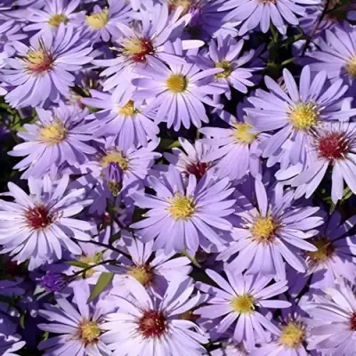 Астра БЛЮ ХЕВЕН сердцелистная в Барановичах