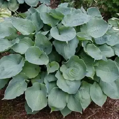 Хоста МУНЛАЙТ СОНАТА гибридная в Барановичах