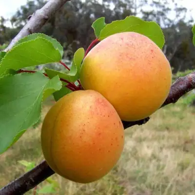 Абрикос ОРЛОВЧАНИН  в Барановичах