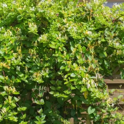 Жимолость ХАЛЛИАНА японская (Хелиана) в Барановичах