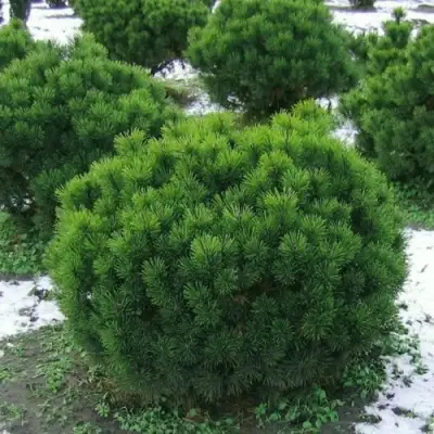 Сосна горная МУГУС в Барановичах