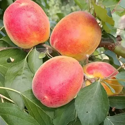 Абрикос ОСОБЕННЫЙ ДЕНИСЮКА в Барановичах