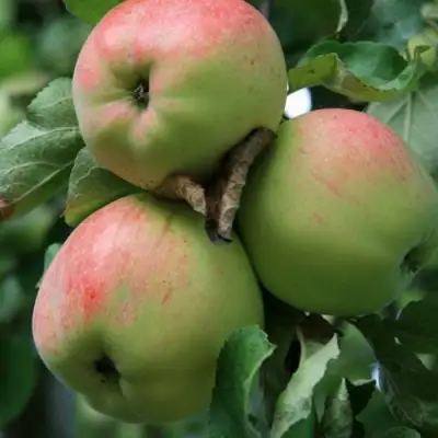 Яблоня УТРО в Барановичах