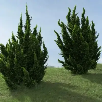 Можжевельник КАЙЗУКА китайский в Барановичах