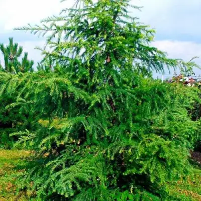 Лиственница европейская в Барановичах