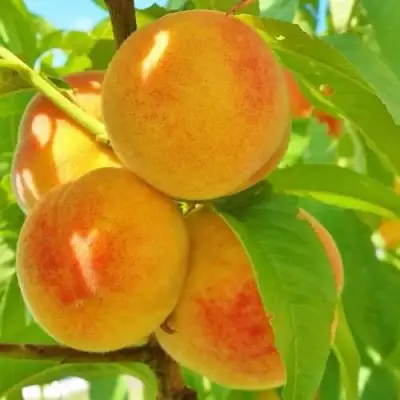 Персик ВЕТЕРАН в Барановичах