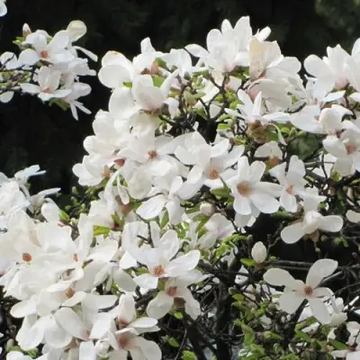 Магнолия КОБУС в Барановичах