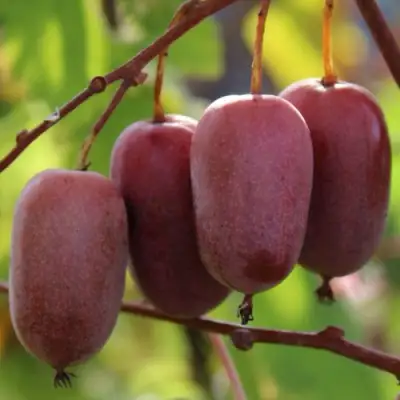 Актинидия ПУРПУРНО САДОВАЯ  аргута в Барановичах