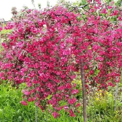 Яблоня КИНГ БЬЮТИ декоративная в Барановичах