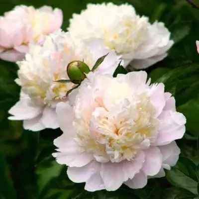 Пион ШИРЛИ ТЕМПЛ травянистый в Барановичах