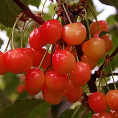 Черешня ФАТЕЖ в Барановичах