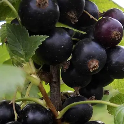 Смородина чёрная НЕСТЕР КОЗИН в Барановичах