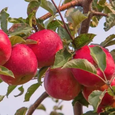 Яблоня РОЖДЕСТВЕНСКОЕ в Барановичах