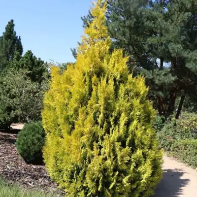 Туя СТОУНХАМ ГОЛД складчатая в Барановичах