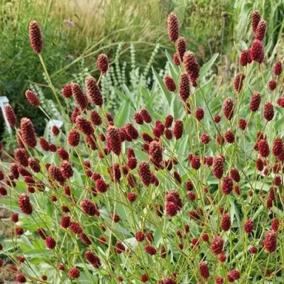 Кровохлебка БИТЛВИНГЗ в Барановичах