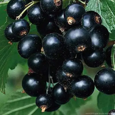 Смородина черная БЕН КОНАН в Барановичах