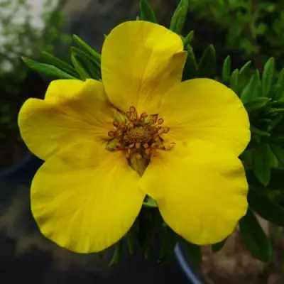 Лапчатка ГОЛДФИНГЕР кустарниковая в Барановичах