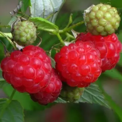 Малина СОЛНЫШКО в Барановичах