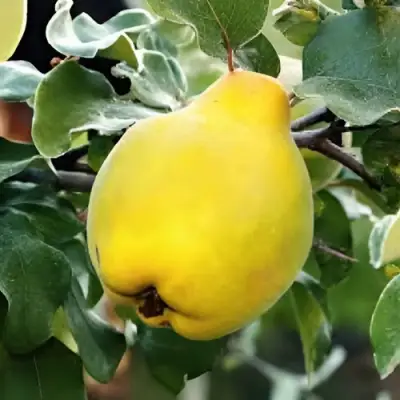 Айва МИР в Барановичах