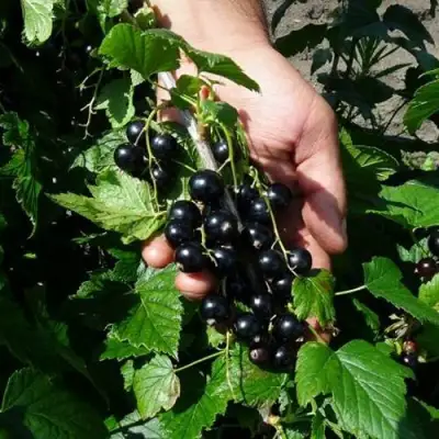 Смородина чёрная СЕЛЕЧЕНСКАЯ в Барановичах