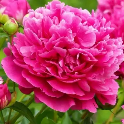 Пион НОЧНЫЕ ГРЕЗЫ древовидный в Барановичах