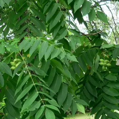 Орех МАНЬЧЖУРСКИЙ в Барановичах