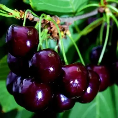 Дюк НОЧКА в Барановичах