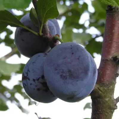 Слива ВЕНГЕРКА БЕЛОРУССКАЯ в Барановичах