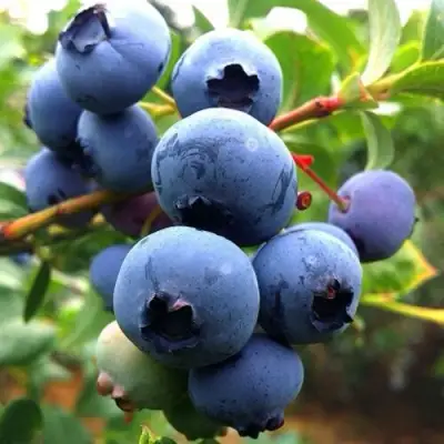 Голубика ДЮК в Барановичах