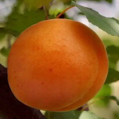 Абрикос ОЛИМП в Барановичах