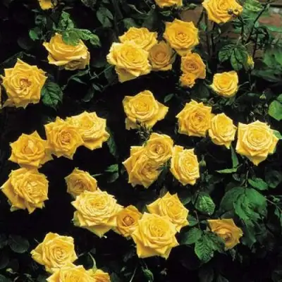 Роза ЛАНДОРА чайно-гибридная в Барановичах