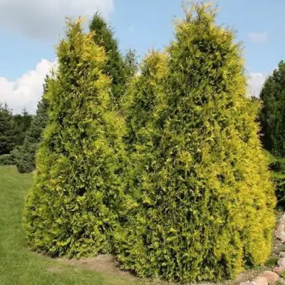 Туя АУРЕОСПИКАТА западная в Барановичах