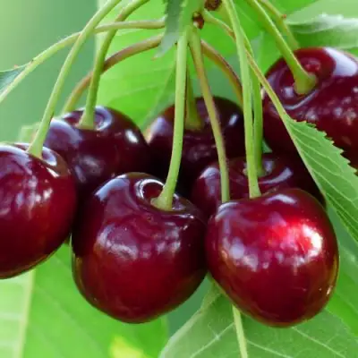 Дюк ЖИВИЦА (ЧЕРЕВИШНЯ) в Барановичах