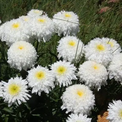 Нивяник ФИОНА ГОГХИЛЛ великолепный в Барановичах