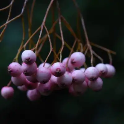 Рябина ПЕКИНСКАЯ сладкоплодная в Барановичах