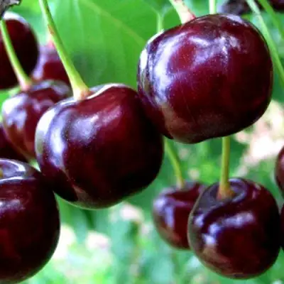 Дюк ЧУДО-ВИШНЯ в Барановичах