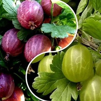 Комплект РЕДКИЙ СЧАСТЛИВЧИК в Барановичах