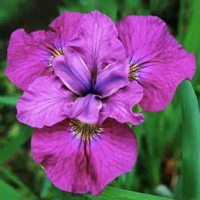 Ирис СИ Я ЛЕЙТЕР сибирский в Барановичах