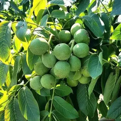 Грецкий орех  ИЗЯЩНЫЙ в Барановичах