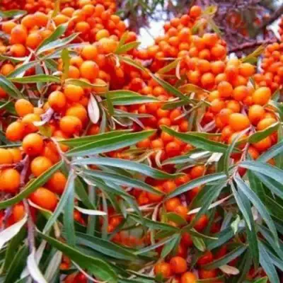 Облепиха ВОРОБЬЕВСКАЯ в Барановичах