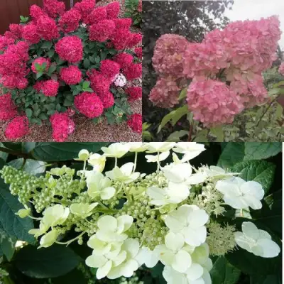 Комплект САД ЭМОЦИЙ в Барановичах