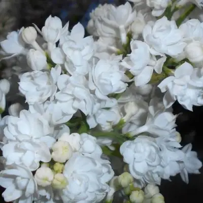 Сирень МИСС ЭЛЕН ВИЛМОТТ в Барановичах