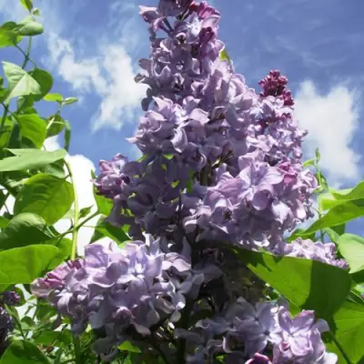 Сирень КРЫЛЬЯ НАДЕЖДЫ в Барановичах