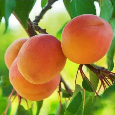 Абрикос ДЕБЮТ в Барановичах