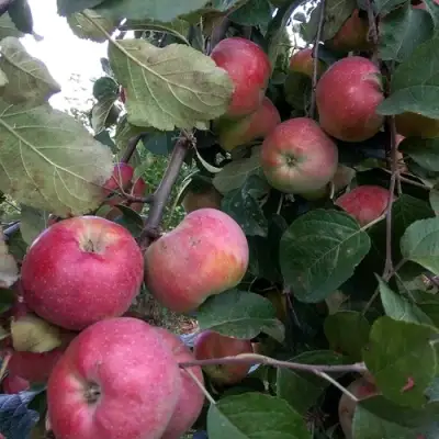 Яблоня АЛЬВА в Барановичах