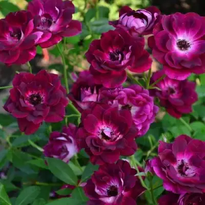 Роза БУРГУНДИ АЙС флорибунда в Барановичах