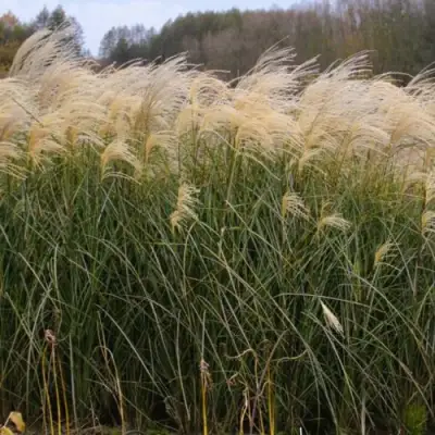 Мискантус ВАНИЛЛА СКАЙ китайский в Барановичах