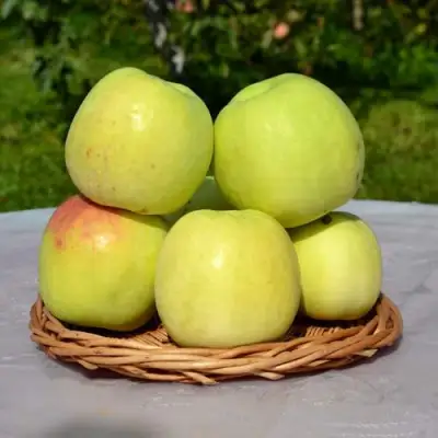 Яблоня БИРСКОЕ ГРУШЕВОЕ (БИЧИК) в Барановичах