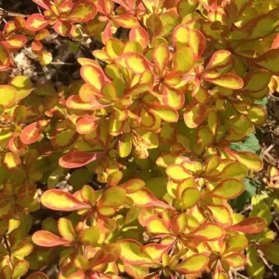 Барбарис САММЕР САНСЕТ тунберга в Барановичах