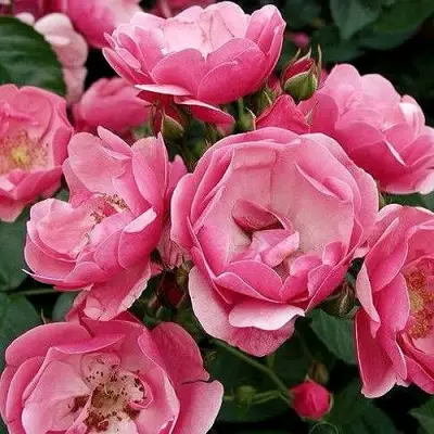 Роза АНГЕЛА флорибунда в Барановичах